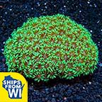 Flower Pot Coral, Short Polyp, Green